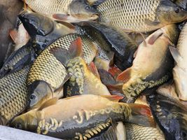 Kapr-1024x768 (3).jpg